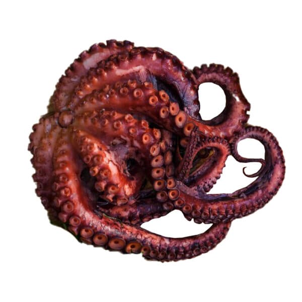 Cooked Octopus